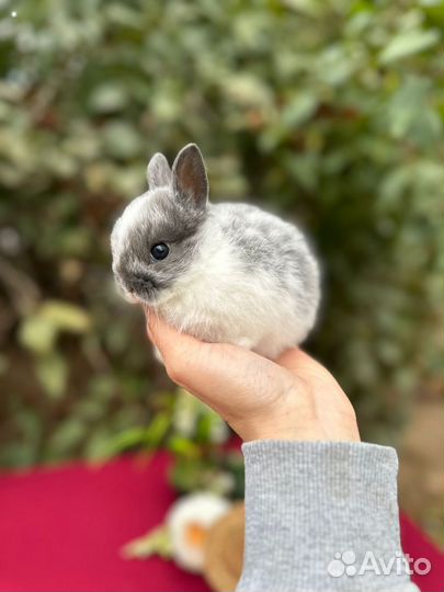 Ручной крольчонок с ладошку