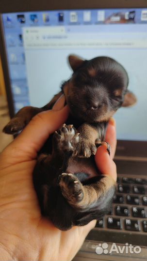 Йоркширский терьер щенки