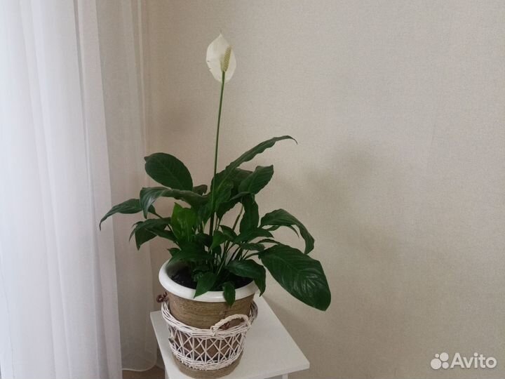 Спатифилиум