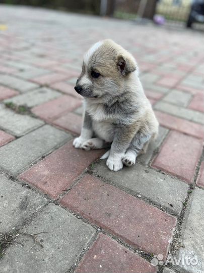 Щенки от японского шпица