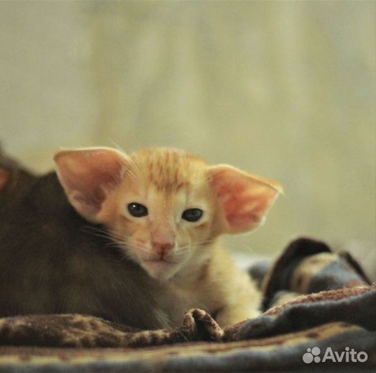 Ориентальная