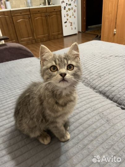 Котёнок