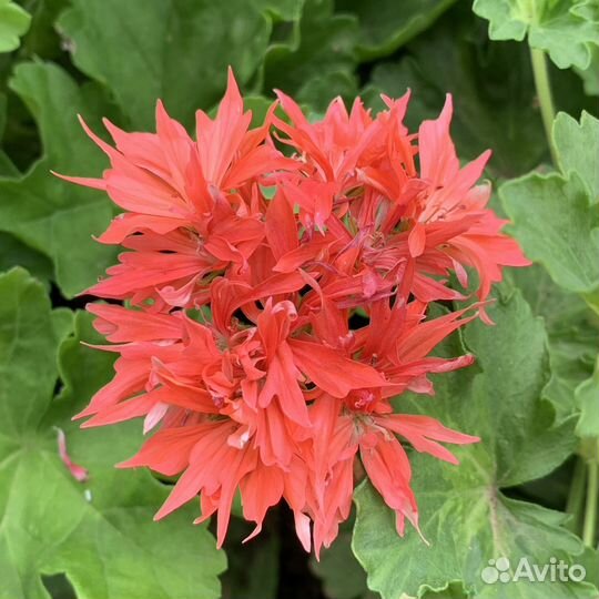 Пеларгония герань