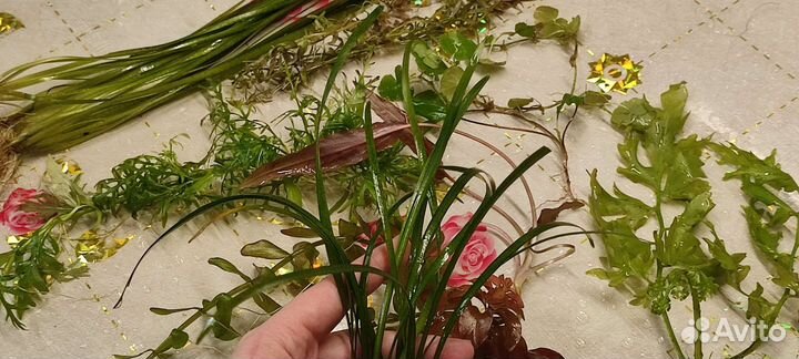 Аквариумные растения