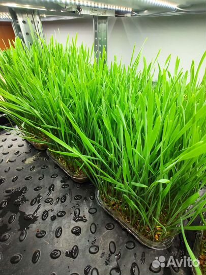 Корм для домашних животных