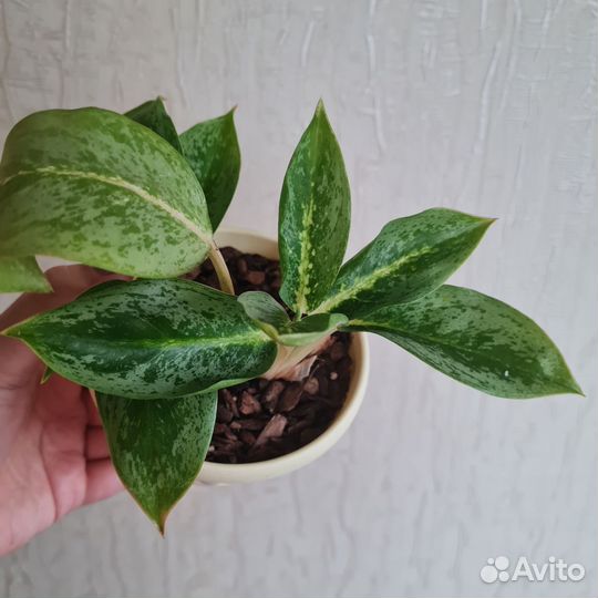 Аглаонема