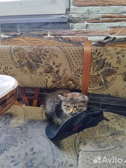 Сибирские котята