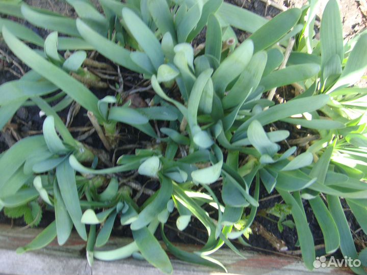 Лук многолетний