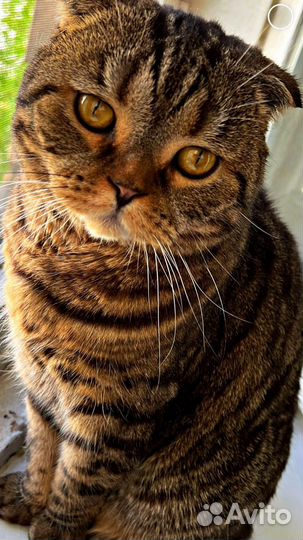 Шотландская