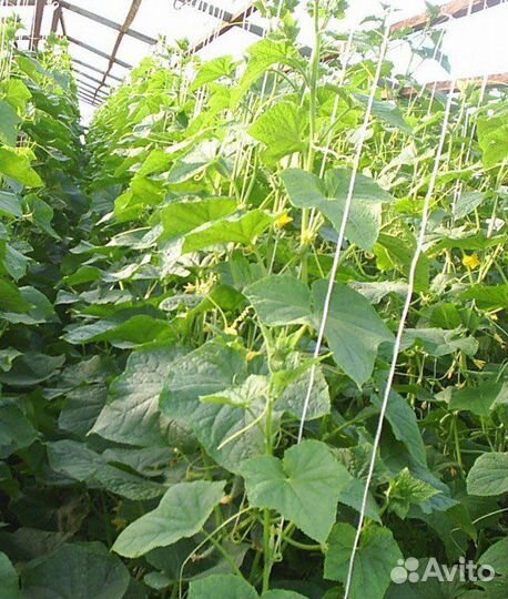 Огурцы свежие-домашние