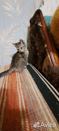 Котенок мальчик