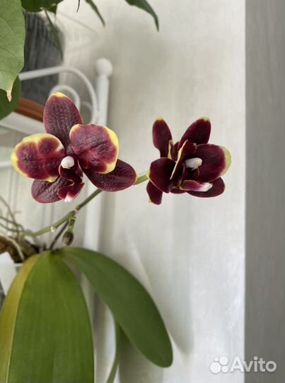 Орхидея фаленопсис сортовой