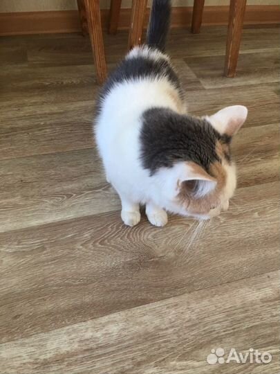 Трехцветная кошка