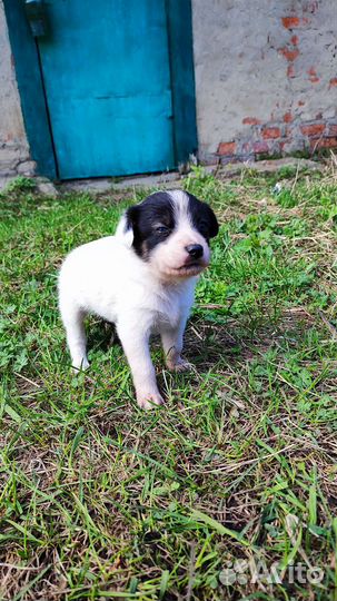 Собака девочка