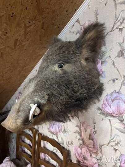 Чучело головы кабана