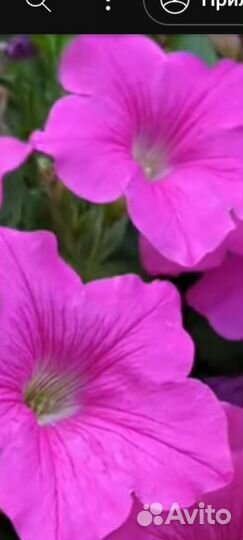 Рассада ампельной петунии из своих семян