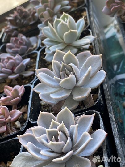 Суккуленты