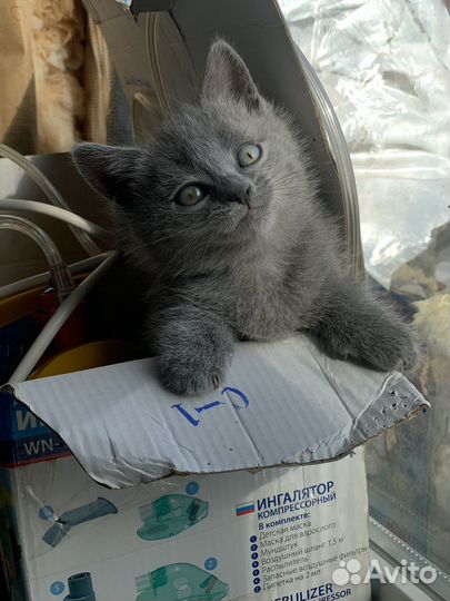 Котята в добрые руки девочка и мальчик
