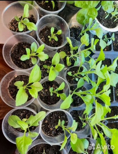 Рассада однолетних цветов