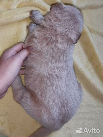 Щенки помесь чау-чау, девочки