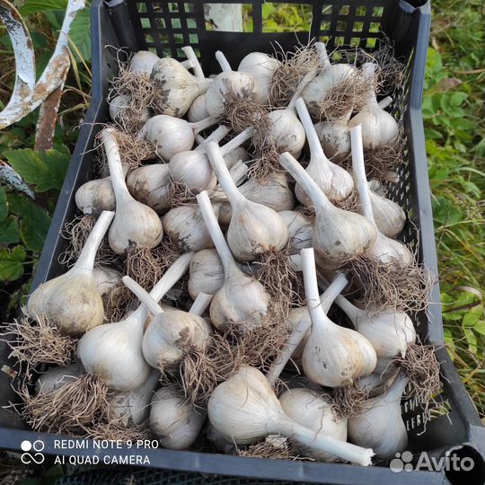 Чеснок на посадку