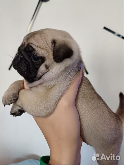 Мопс