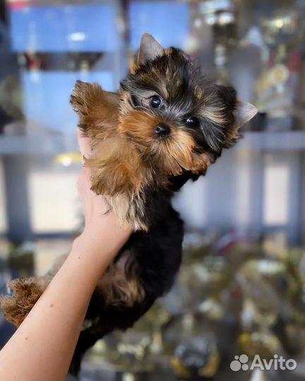 Мини девочка кукла vip