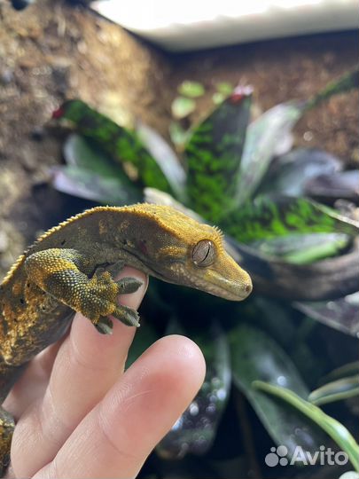 Реснитчатый бананоед