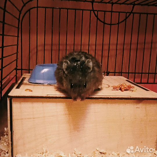 Хомяк с клеткой