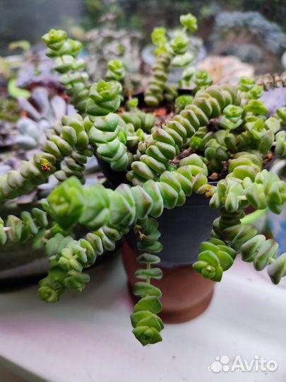 Суккуленты Крассула Марнье 