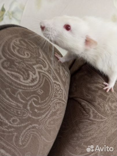 Крыса с клеткой