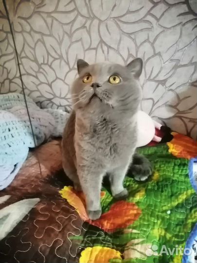 Британец короткошерстный