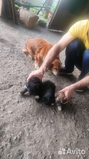 Отдам в добрые руки