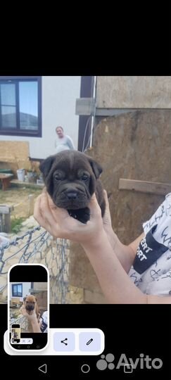 Щенки шарпея