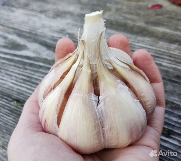 Озимый чеснок на еду и посадку
