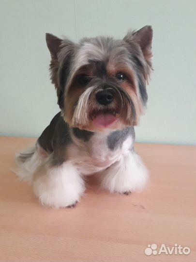 Стрижка собак и кошек. Выезд на дом