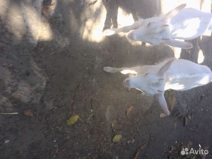 Козлята молочные