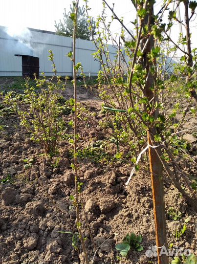 Смородина золотистая