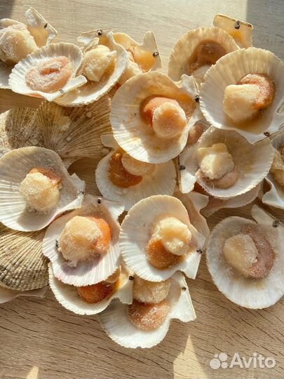 Морской гребешок на створке