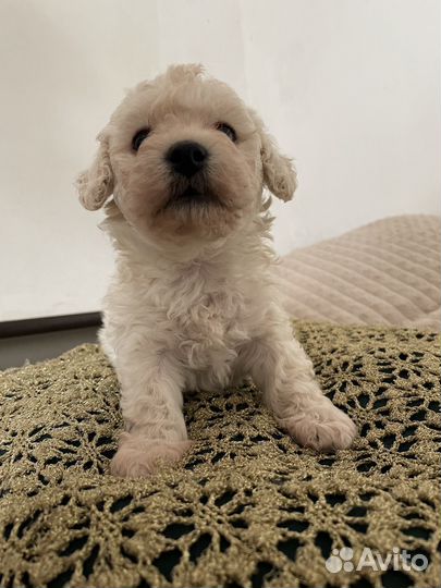 Щенки карликового пуделя