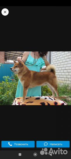 Вязка Сиба Ину