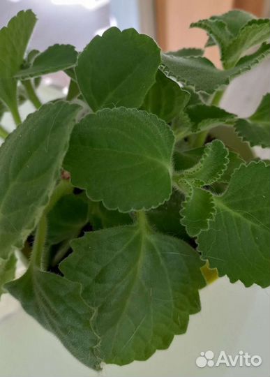 Мелисса домашняя