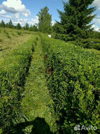Спирея, кусты, живая изгородь