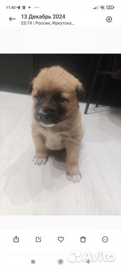 Щенки алабая и овчарки