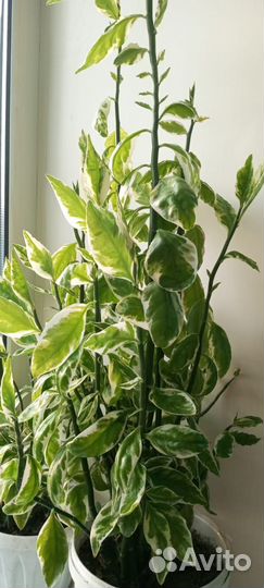 Педилантус