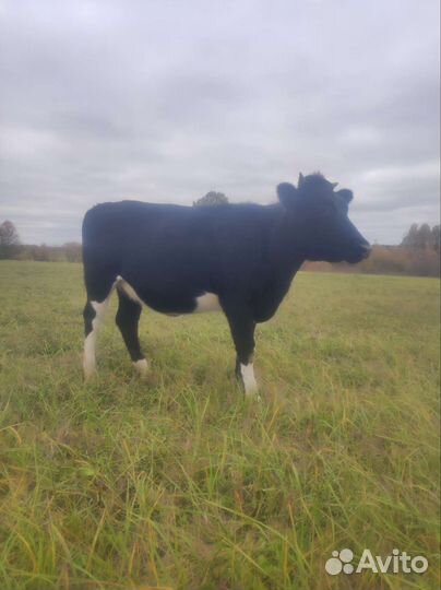 Продам корову