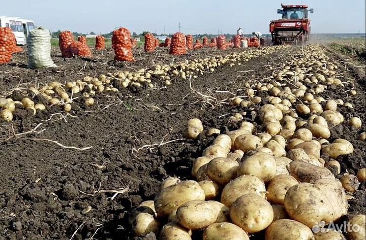 Овощи с доставкой