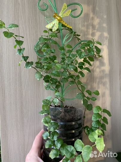 Фикус Пумила