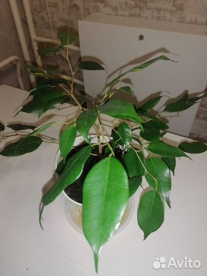 Фикус бенджамина