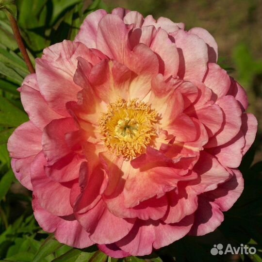 Пион ито Нью Миллениум